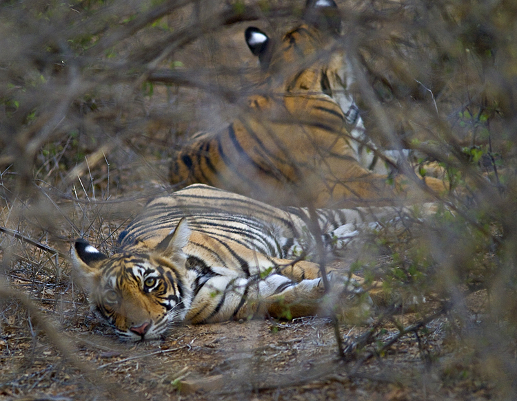 tiger