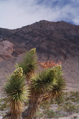 Joshua Trees