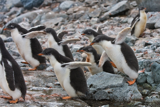 Gentoo chicks scurry around in a play group