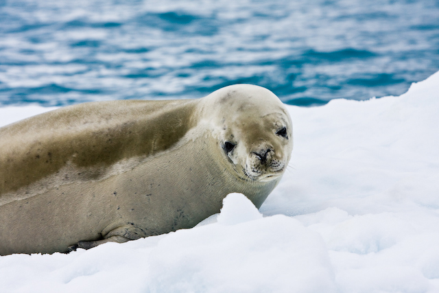 crab eater seal