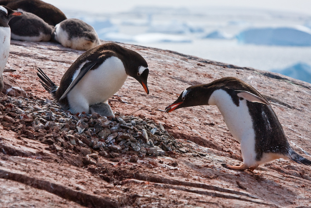 Gentoo male building nest