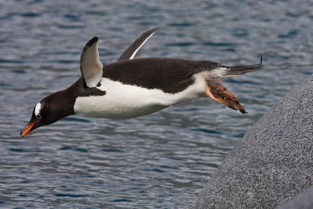 A Gentoo takes the plunge for a swim