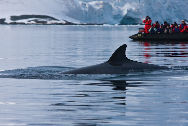 Mink Whale takes a dive