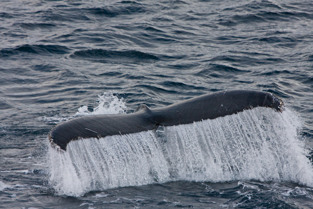Humpback Fluke