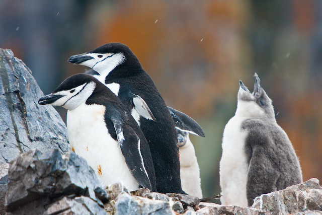 Chinstrap penguins with chick