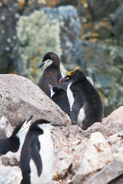 Macaroni penguin