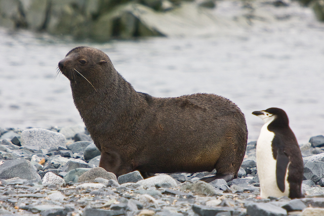 fur seal and friend