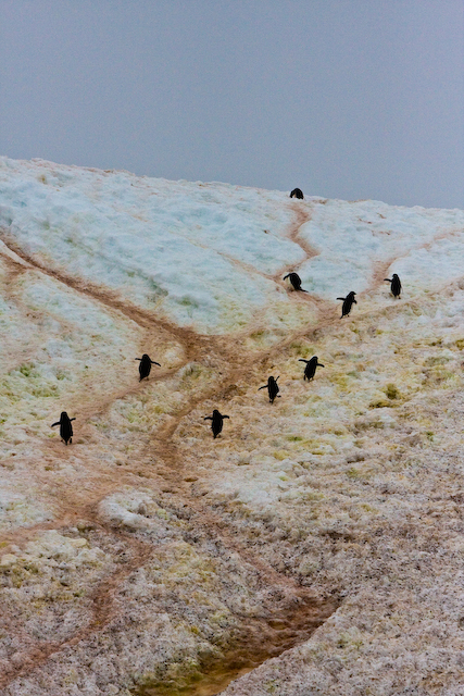 Gentoo penguins “Adelie penguins make their way to the top of the ridge on Detaile Island”