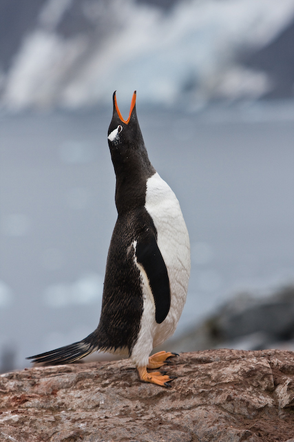 A Gentoo penguin calls out for her chick at Petermann Island