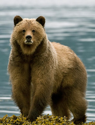bear