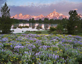 Lupine Creek Sunrise