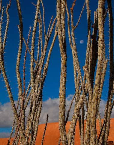 Ocotillo Moonrise