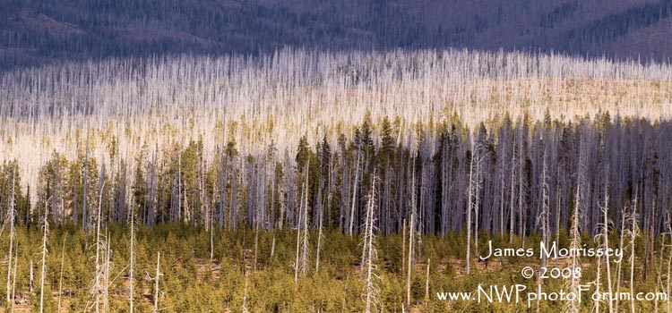 tree line