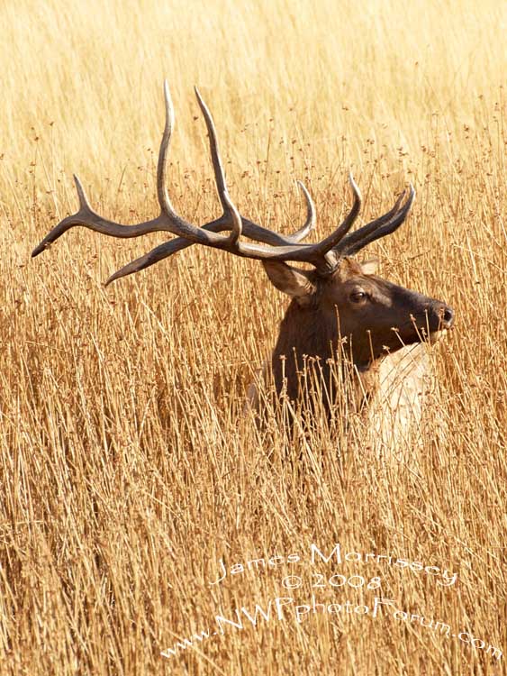bull elk