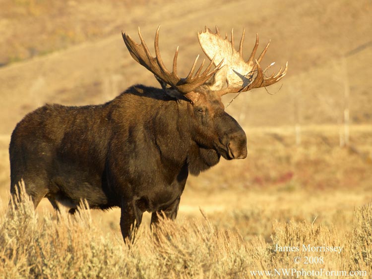 bull moose