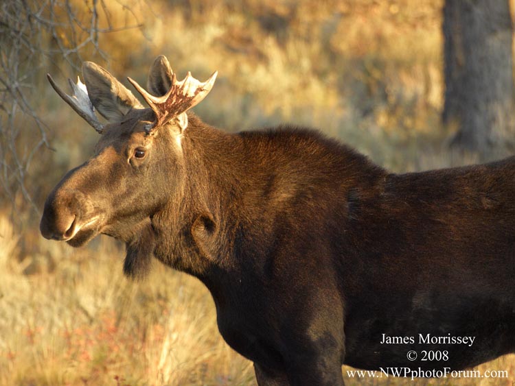 juvenile moose in Grand Teton