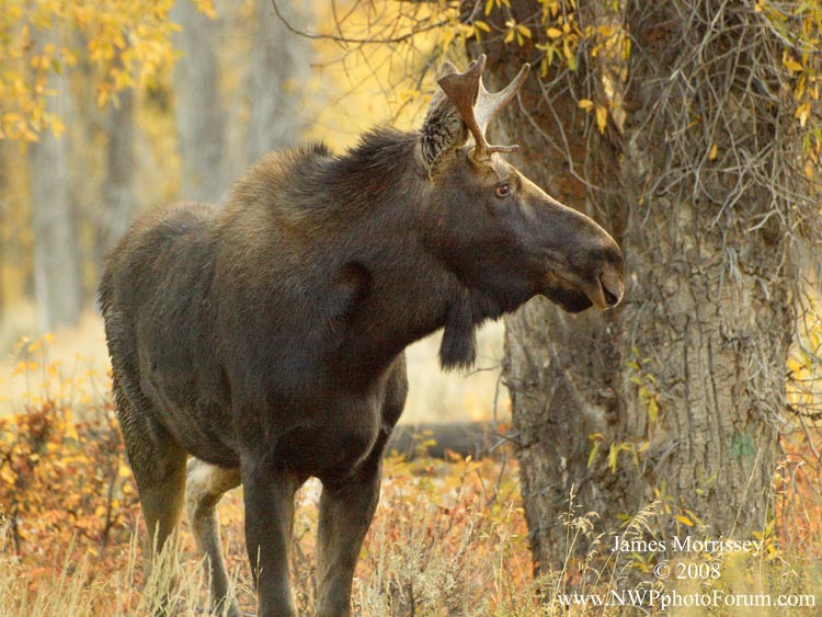 juvenile bull moose in Gros Ventre Camp Grounds