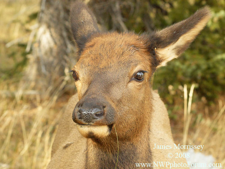 cow elk 1