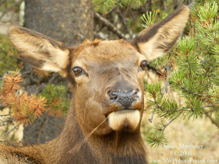 cow elk 2