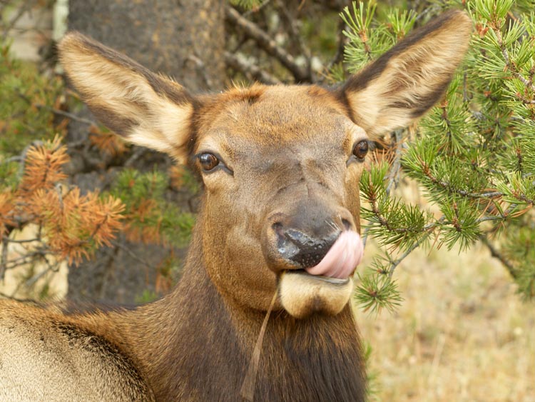 cow elk 3