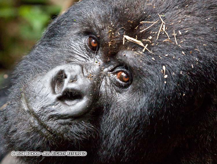 Gorilla Close Up