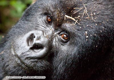 Gorilla