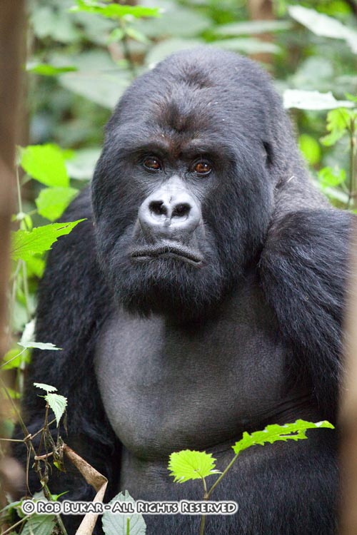 Silverback