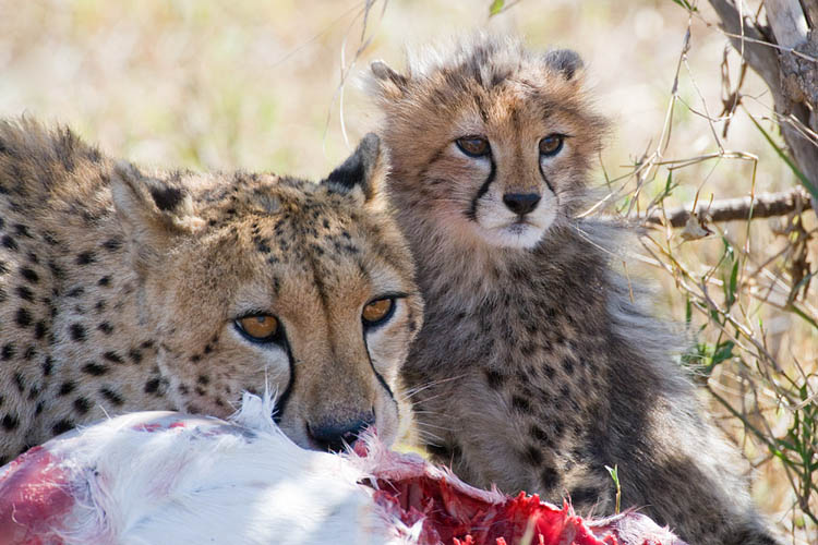cheetah