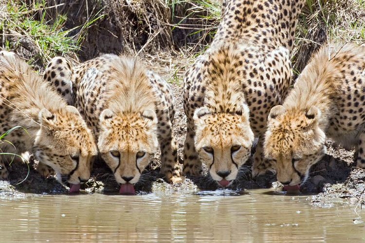 cheetahs drinking