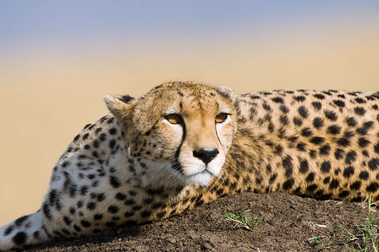 cheetah on termite mound