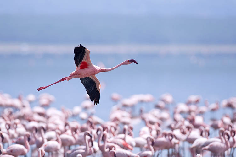 flamingo
