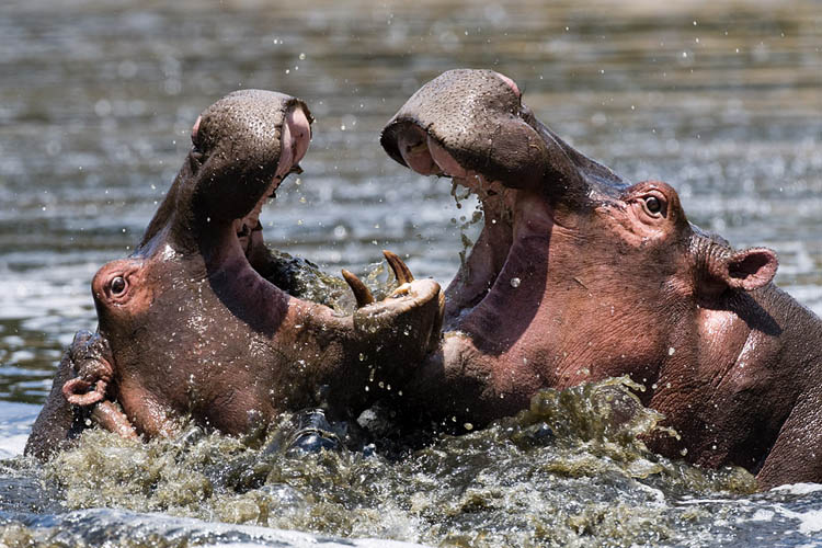 hippos