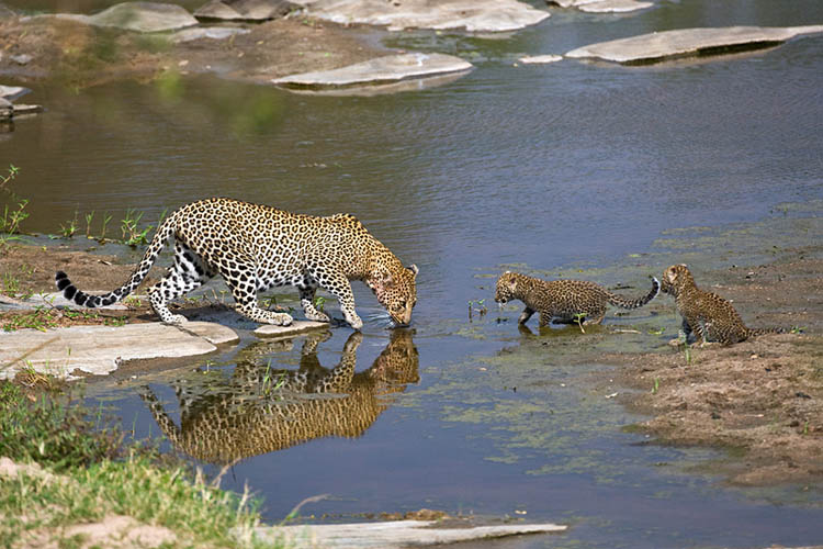 leopard drinking