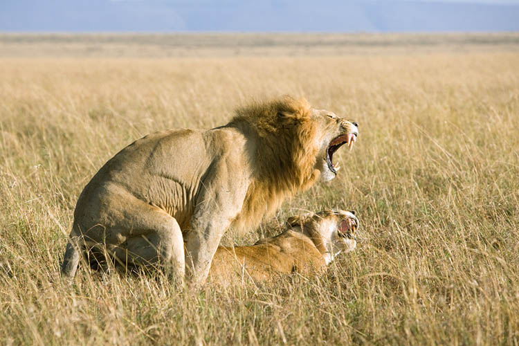 lion mating