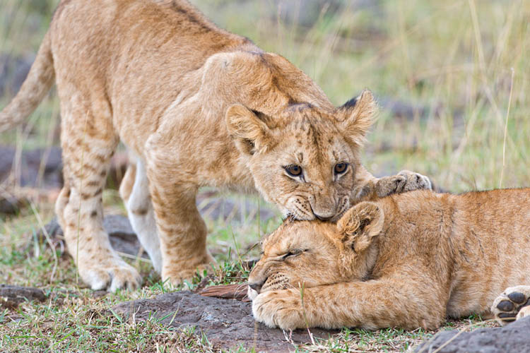 lion cubs