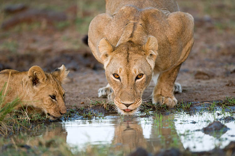 lion drink