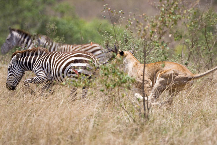lion hunting zebra