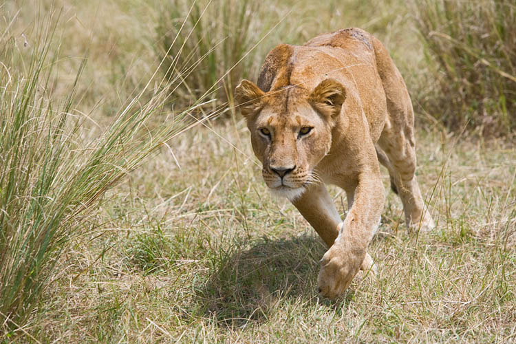 lion attack