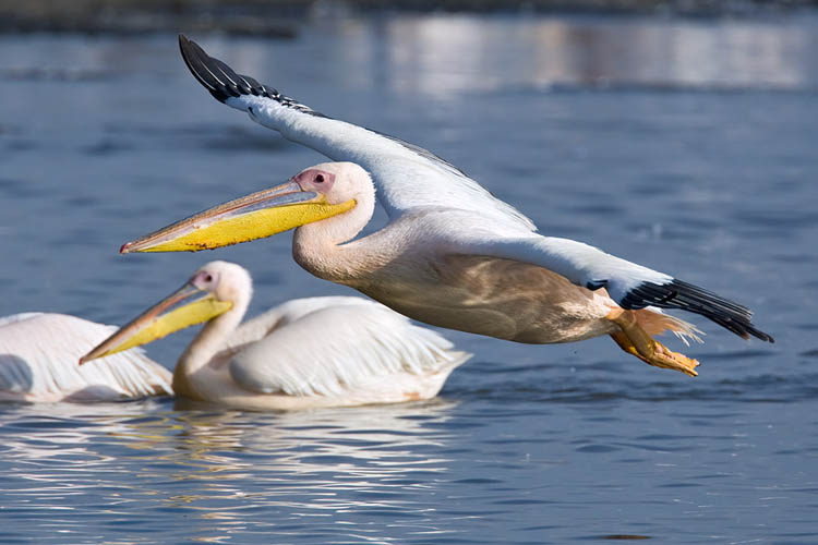 pelican