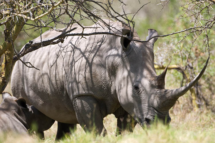 white rhino