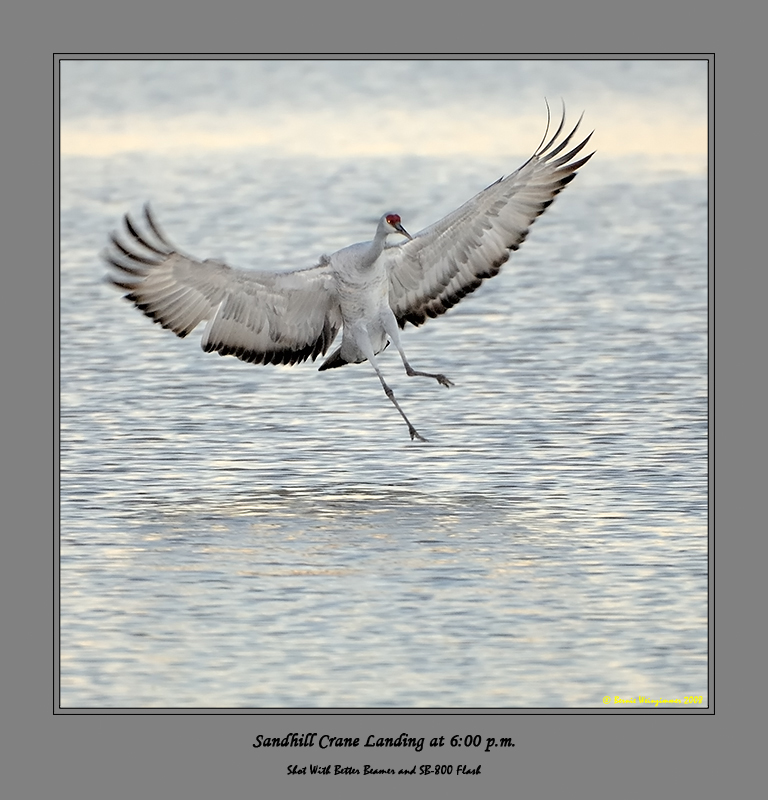 Sandhill Crane
