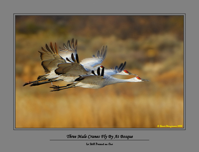 Sandhill Cranes