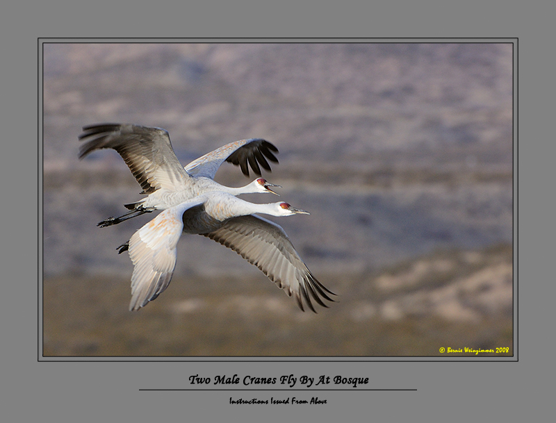 Sandhill Crane