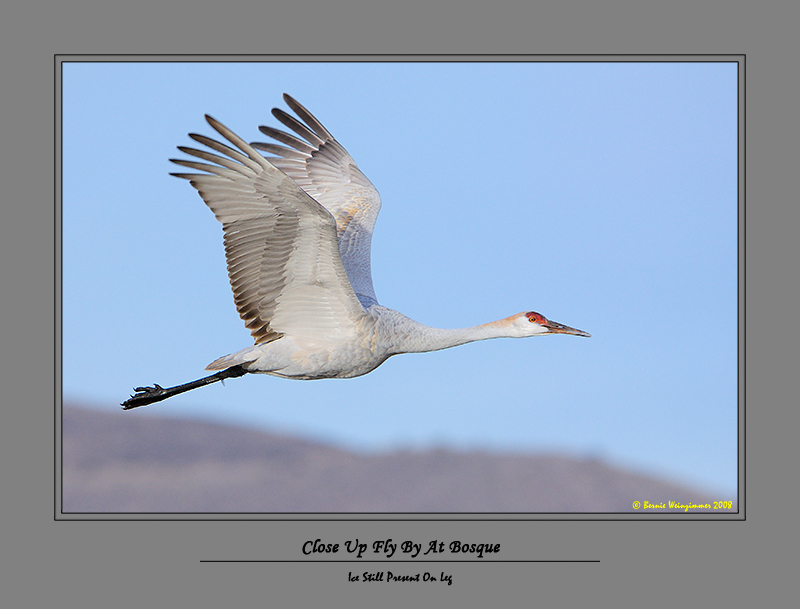 Sandhill Crane