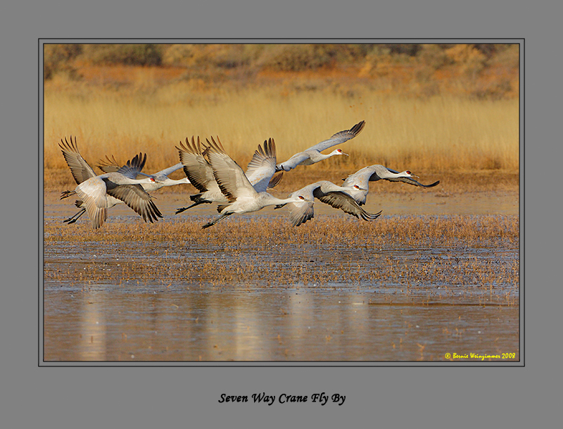 Sandhill Crane