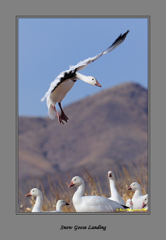 Sandhill Crane