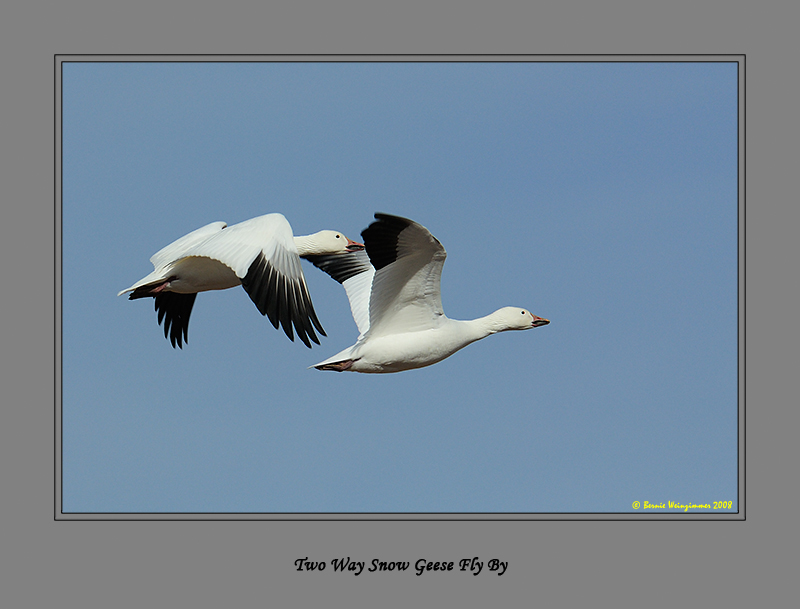 Sandhill Crane