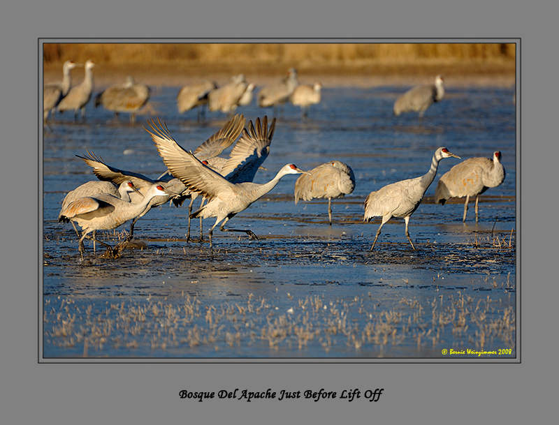 Sandhill Crane