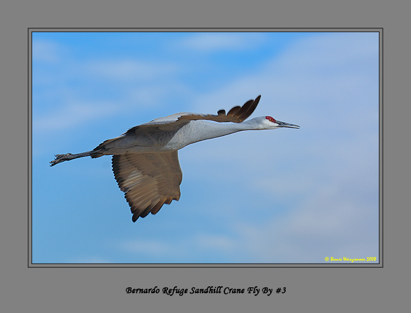 Sandhill Crane