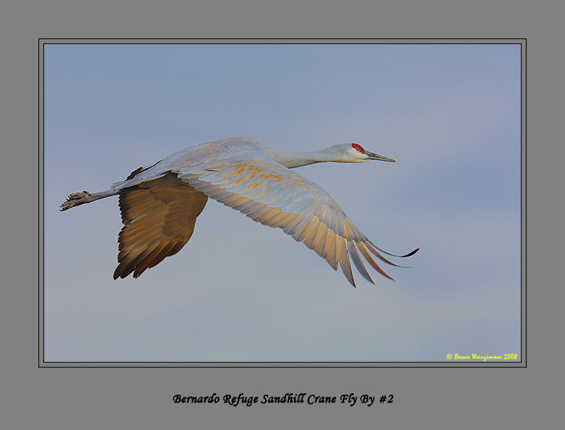 Sandhill Crane